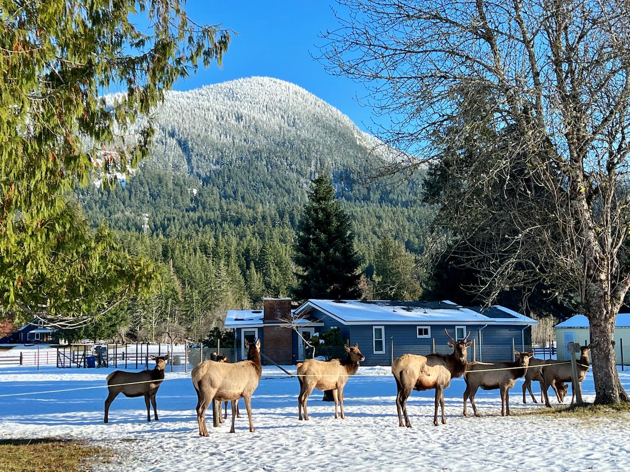 Members of the local elk herd cruising around Packwood, right next to the local grocery store, Blanton's Market