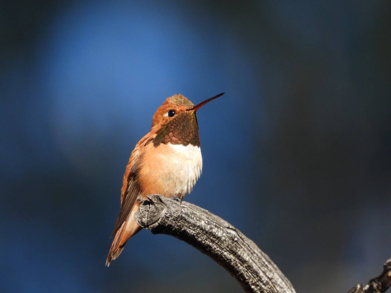Rufous Hummingbird