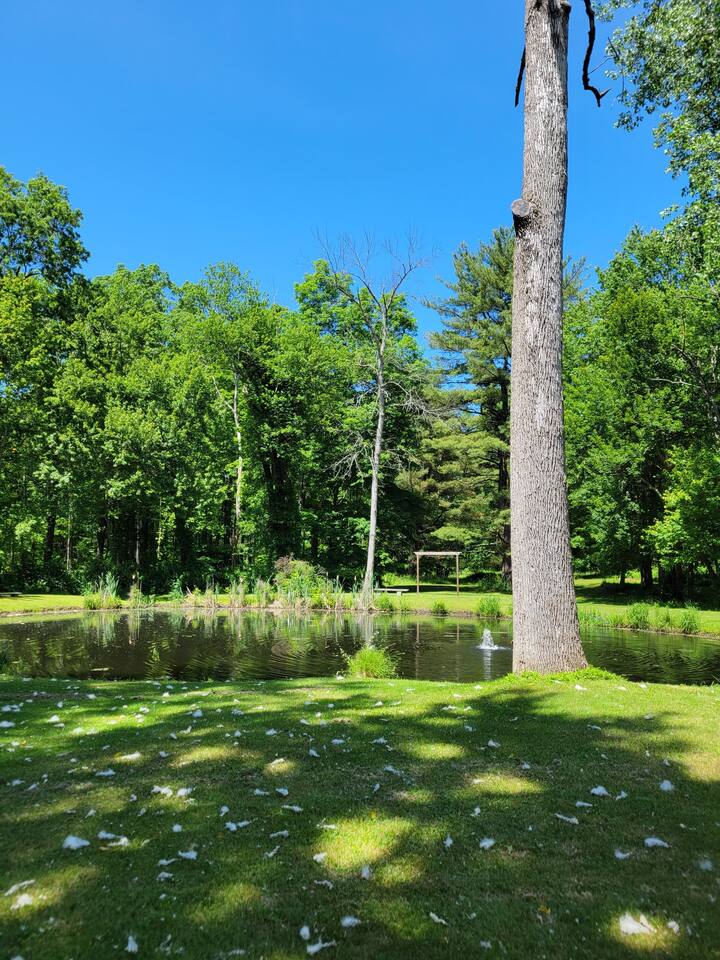 Pond in the summer.
