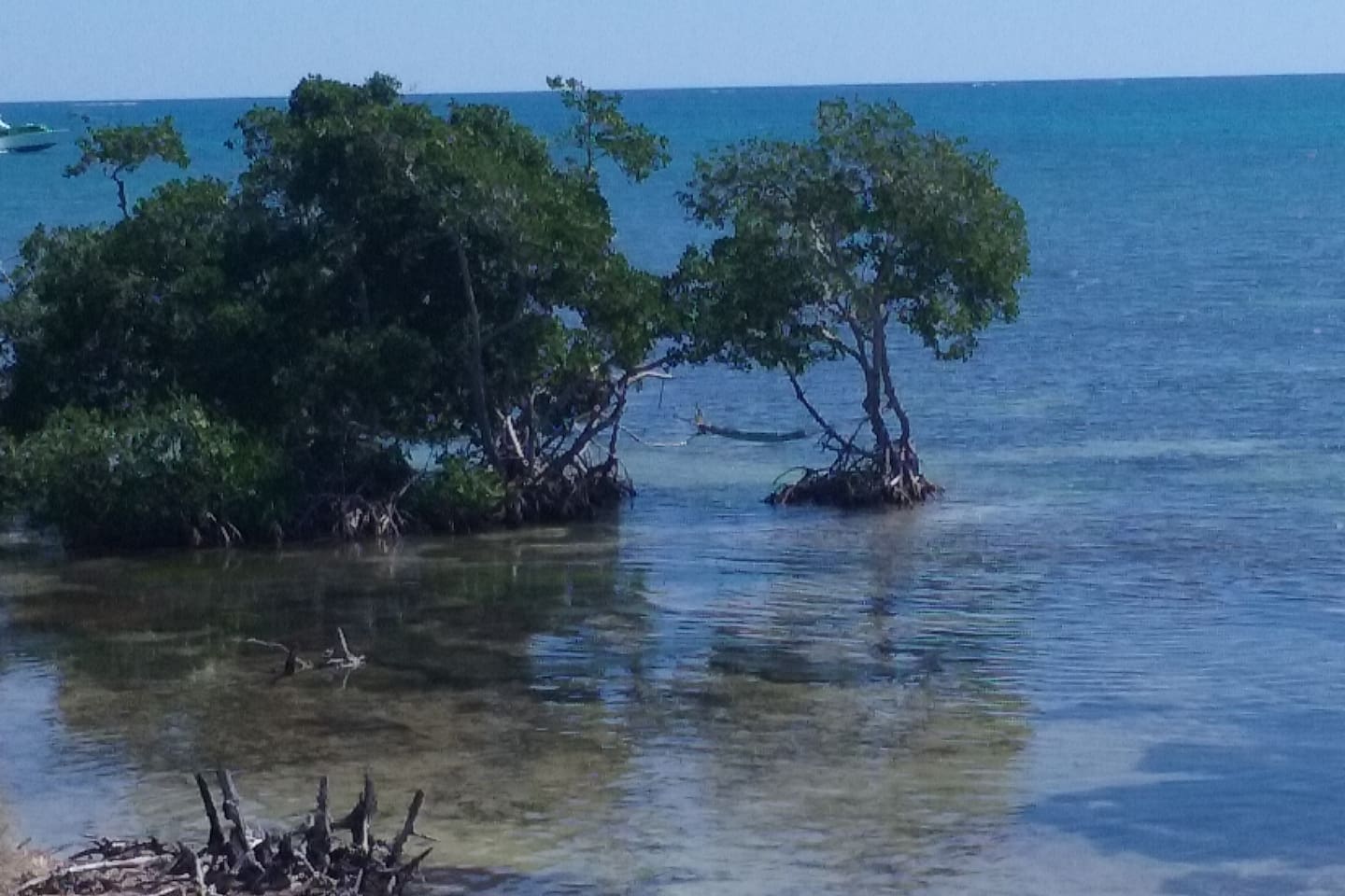 Hammock on the mangrove.