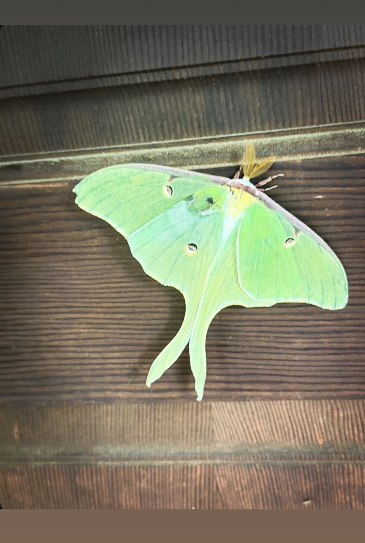 A visit from the Luna moth