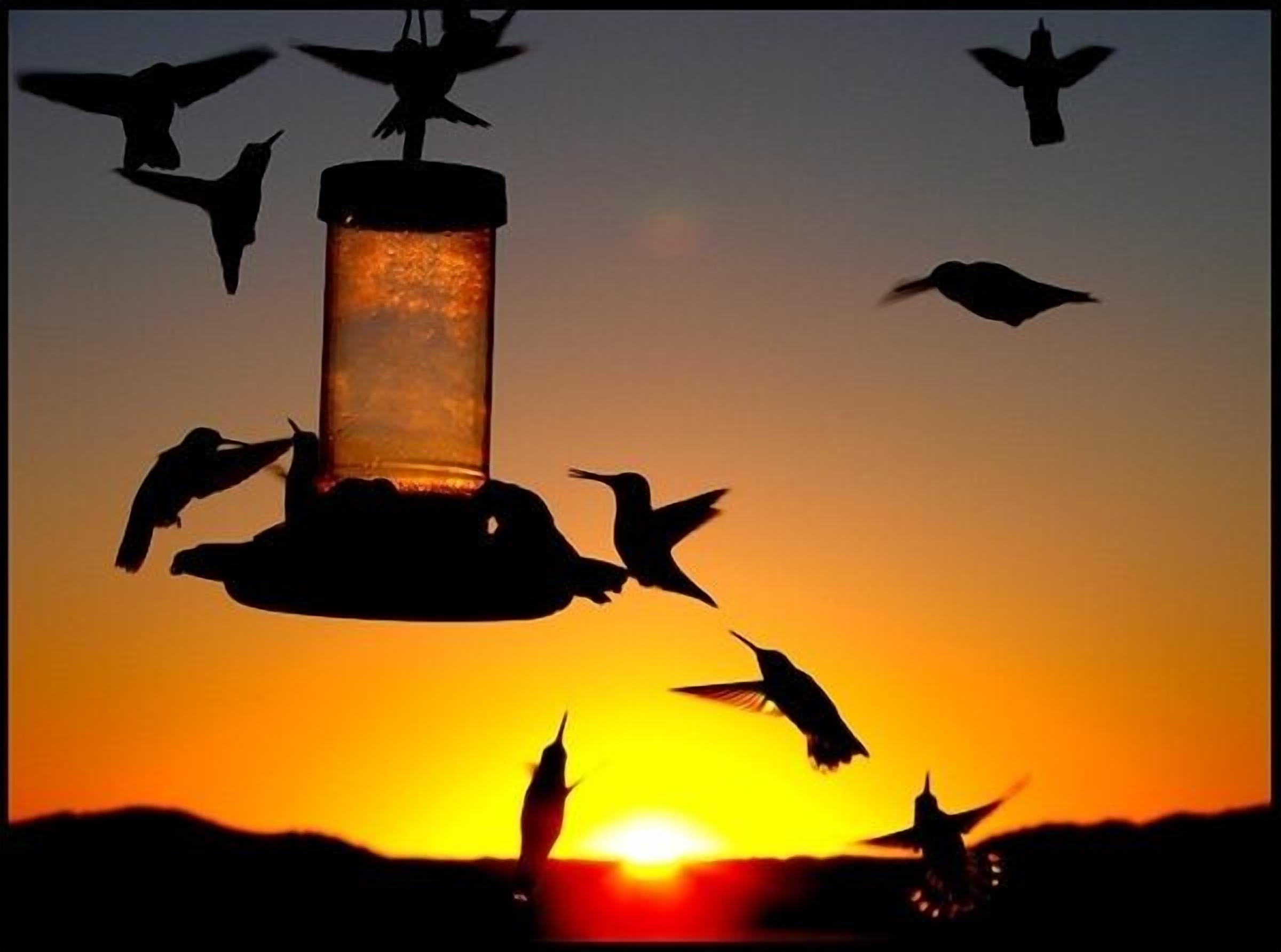 Morning feeding