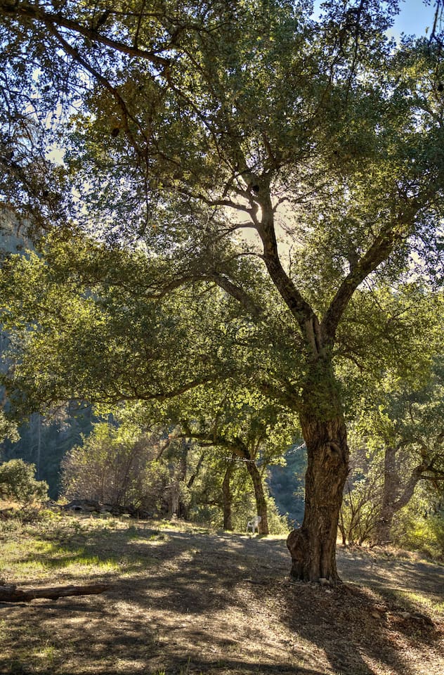 Amazing trees