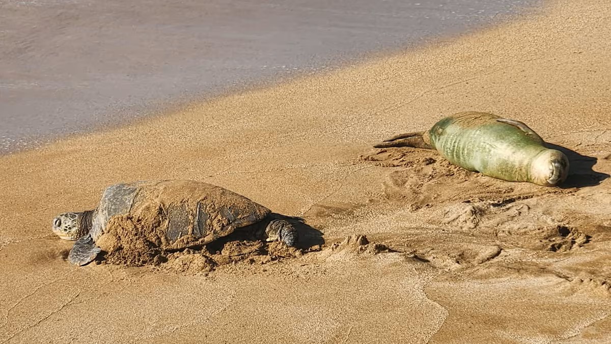 A surprise double visit