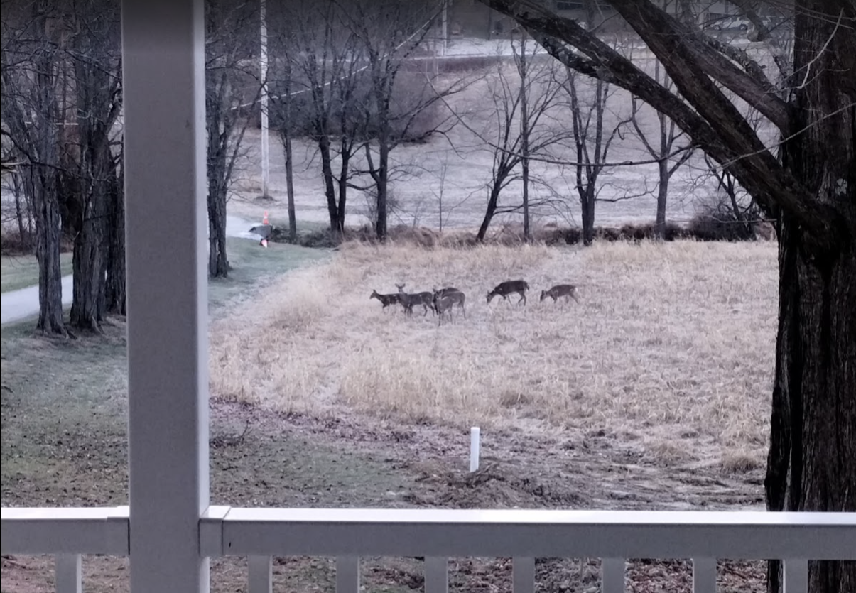 Enjoy your morning coffee while watching deer from the porch