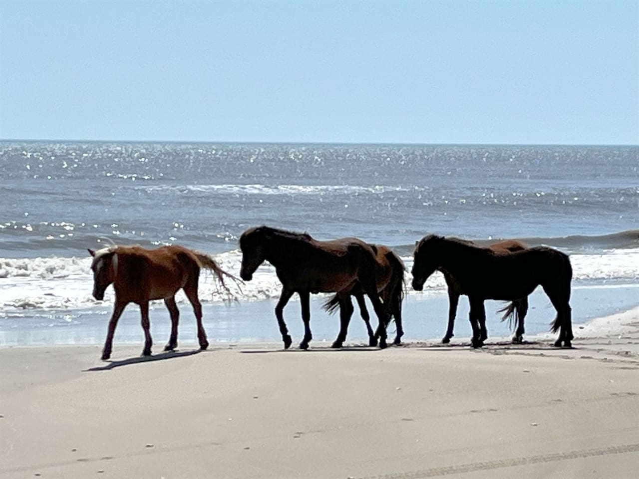 Wild horses at Corolla Beach!