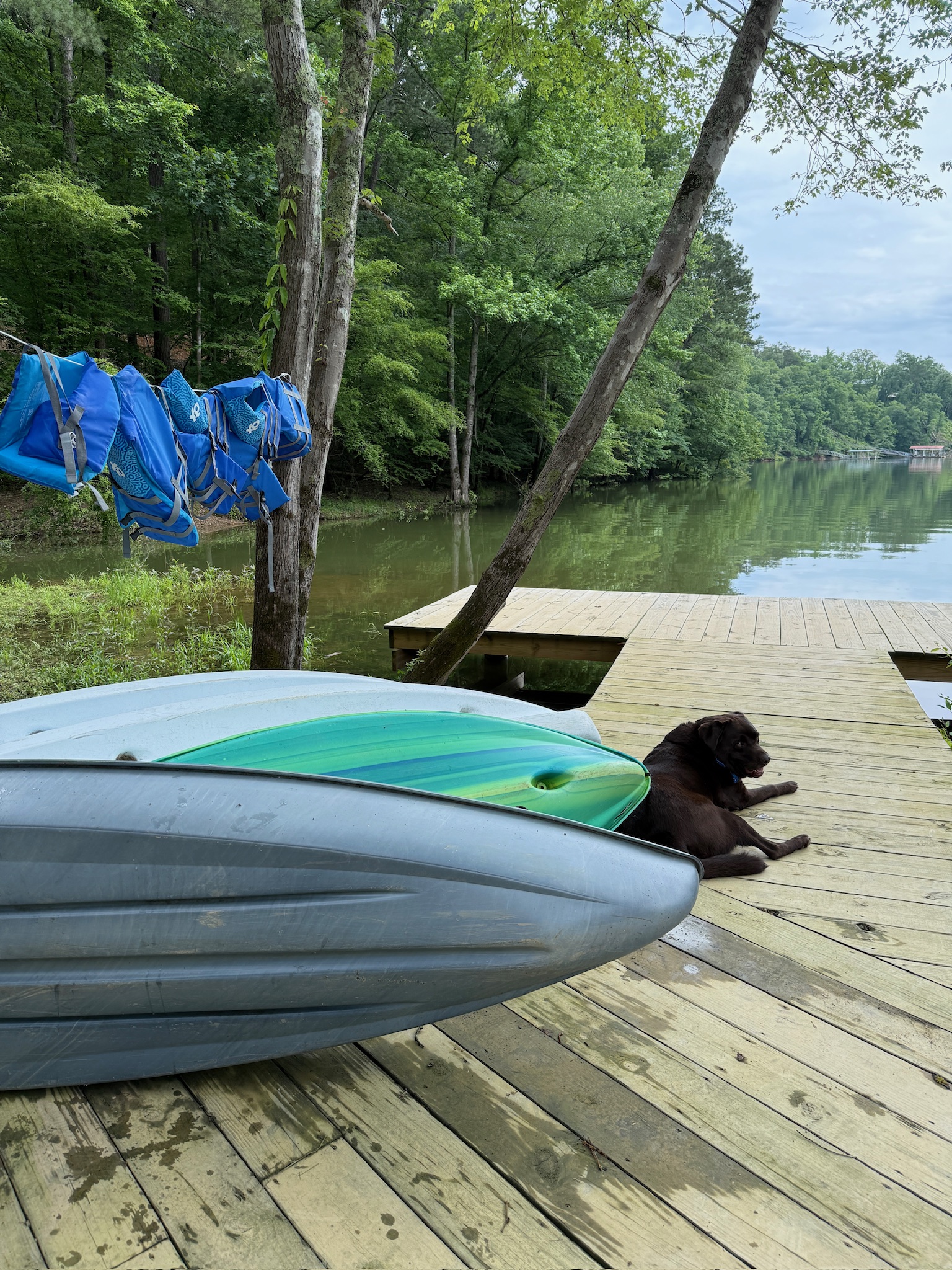 Ollie would love to meet your dog