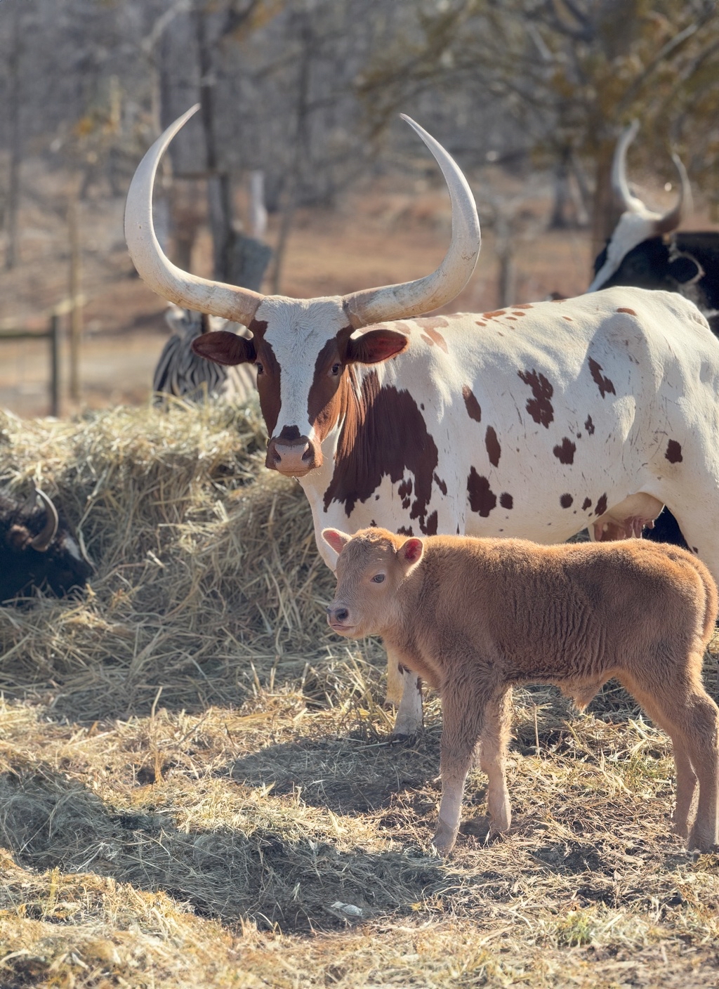 Meet our adorable calf and other farm animals!