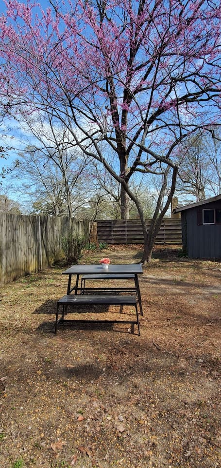 This backyard offers a peaceful, natural retreat with a blooming tree as the focal point, casting dappled shade over a modern black picnic table. Surrounded by a wooden fence and a rustic shed, the space is simple yet charming—perfect for enjoying a mornin