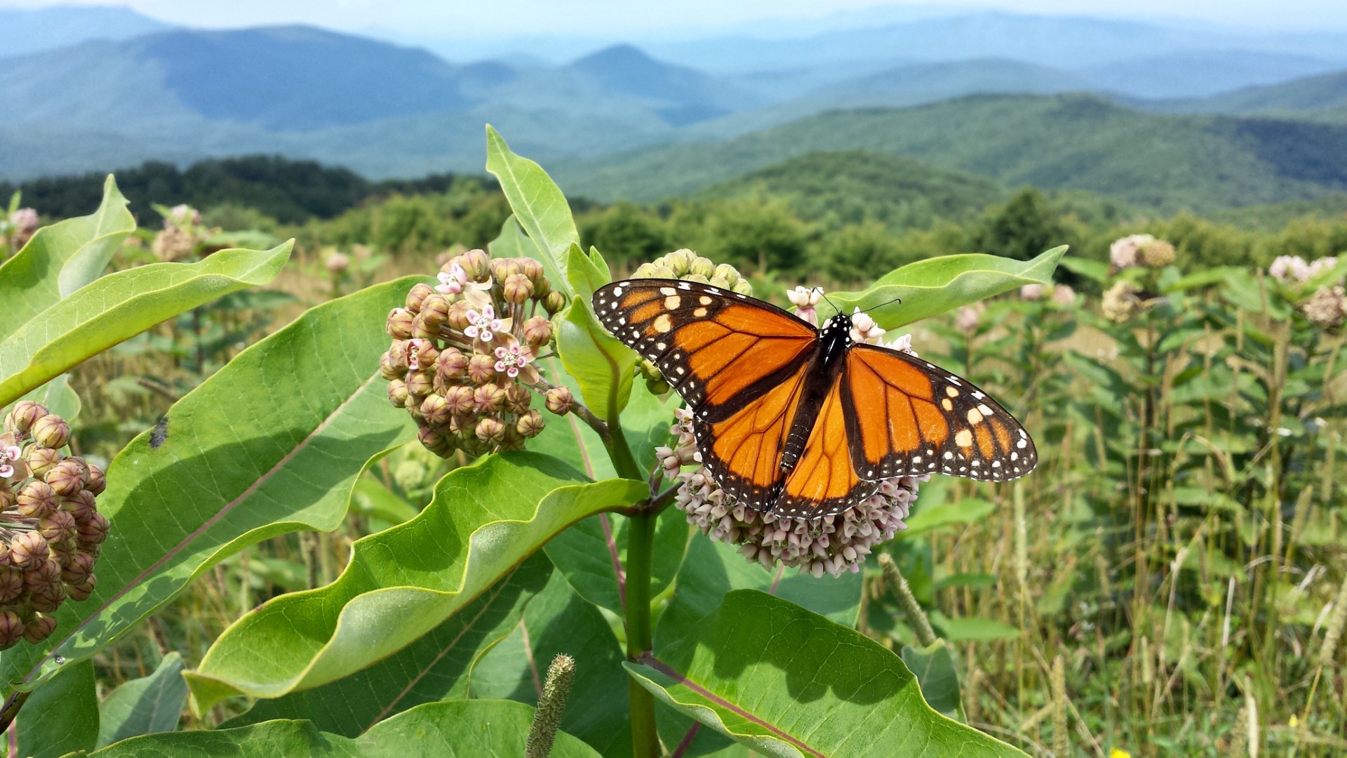 All I can say is that Max Patch Bald is one of the most beautiful places in the world. 360 degree views of layer after layer of mountain ranges. Epic spot to catch sunrise, sunset, and to have a picnic.
