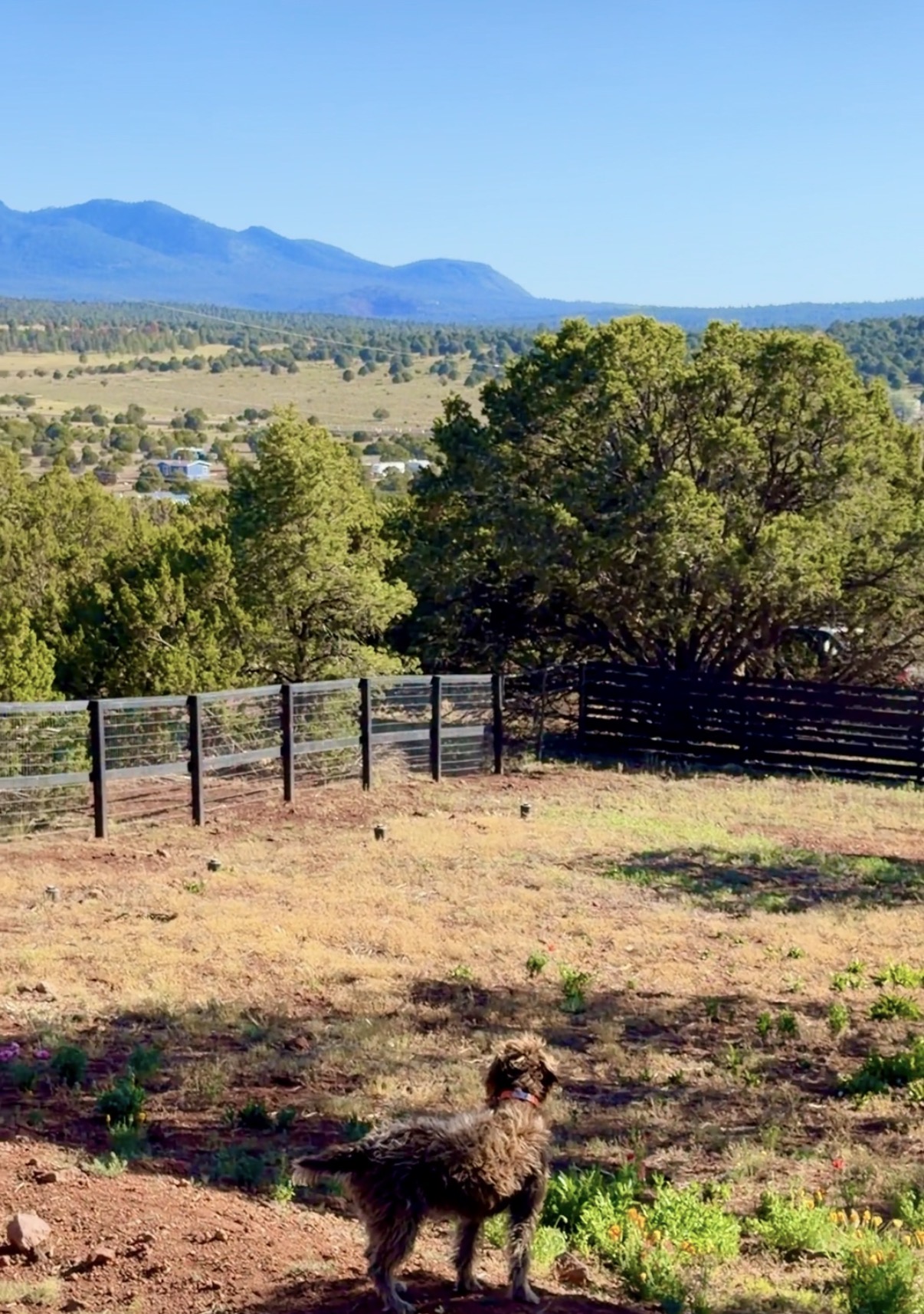 Fenced yard for your pups to roam safely