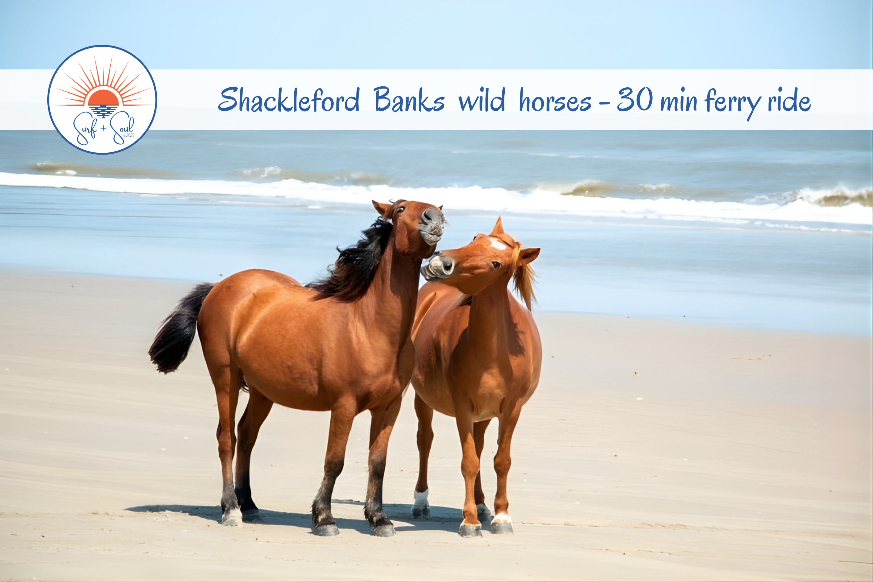 And for spectacular vacation memories, book a guided tour to see wild ponies at Shackleford Banks.