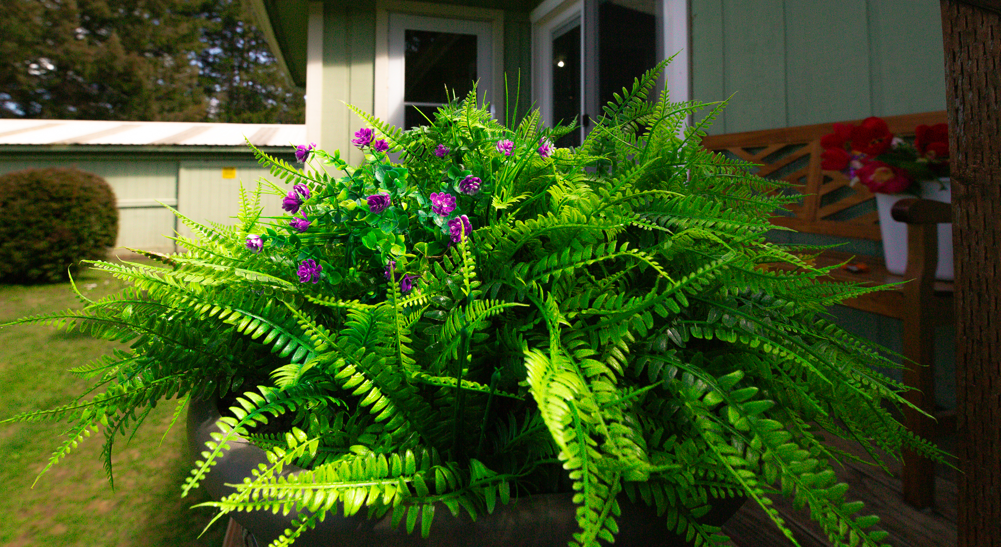 Fern on Back Deck
