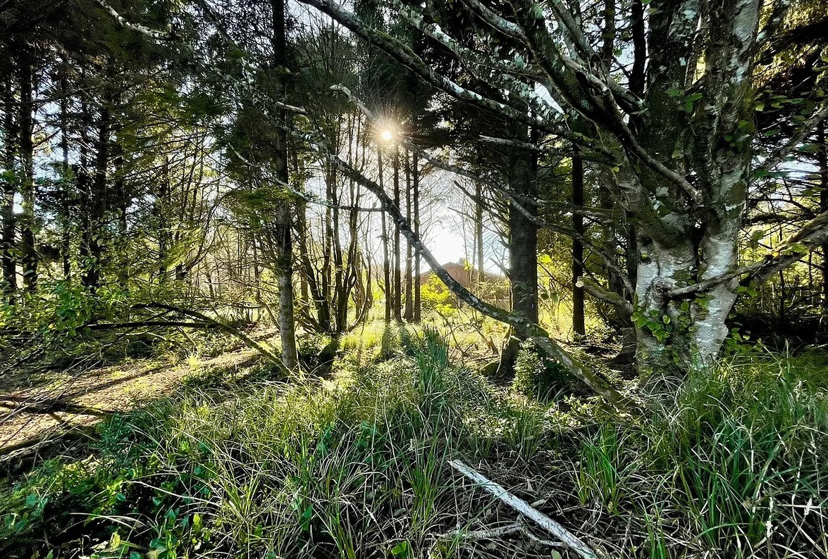 Wander into the quiet woods just off the property when the group needs five minutes of nobody talking — sunlight through the trees, no games, no noise.