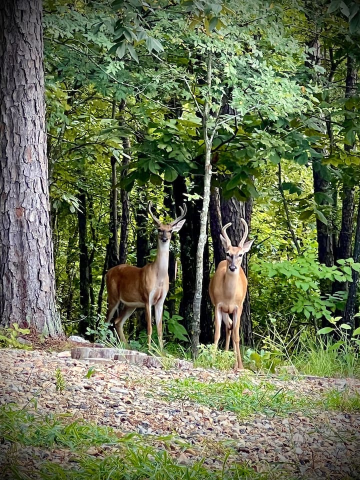 Those beauties are our current neighbors