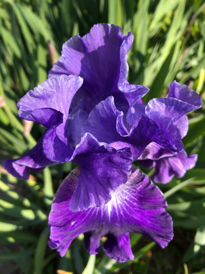 Irises in the neighborhood