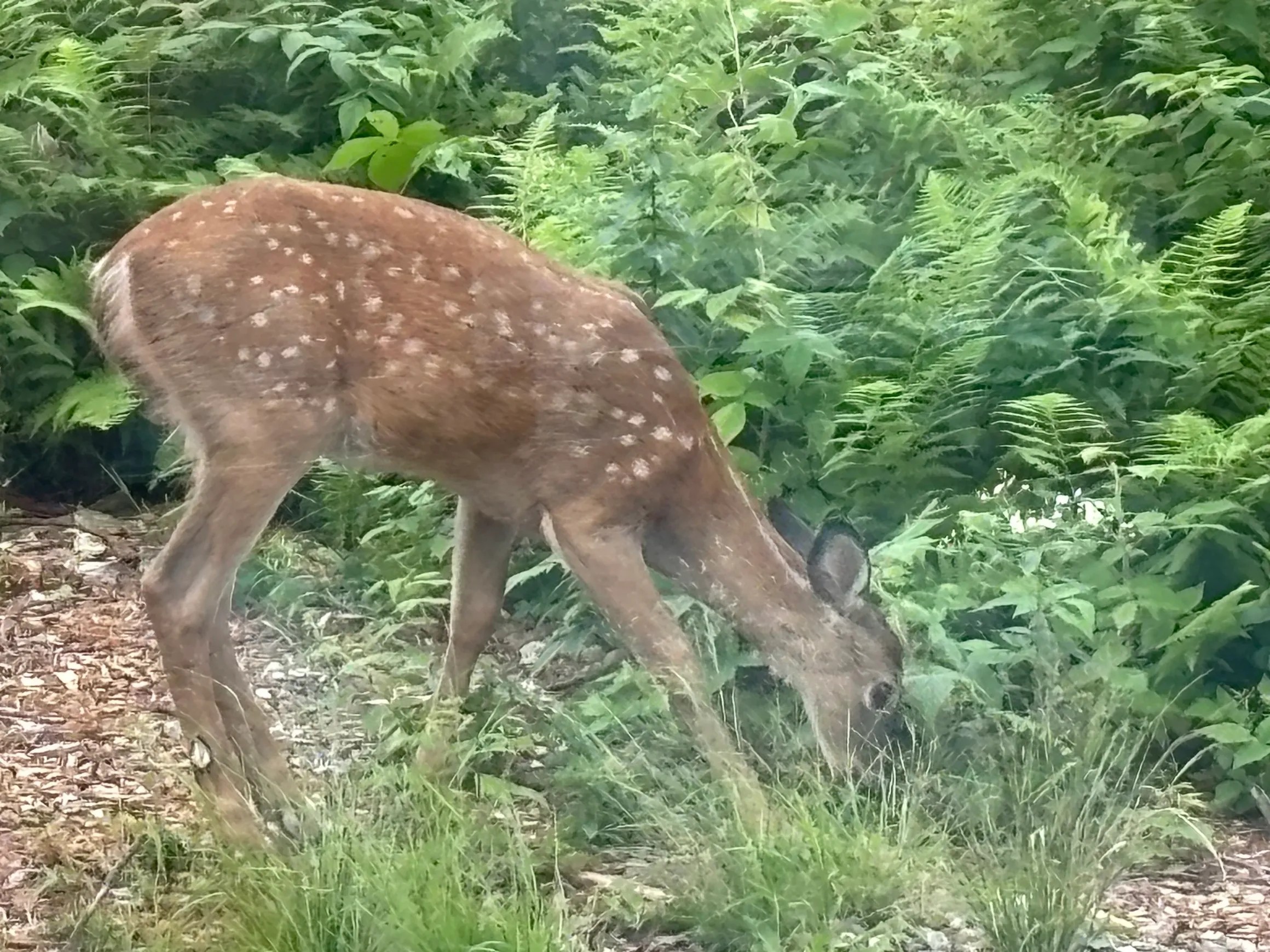 Grazing beside the hot tub.