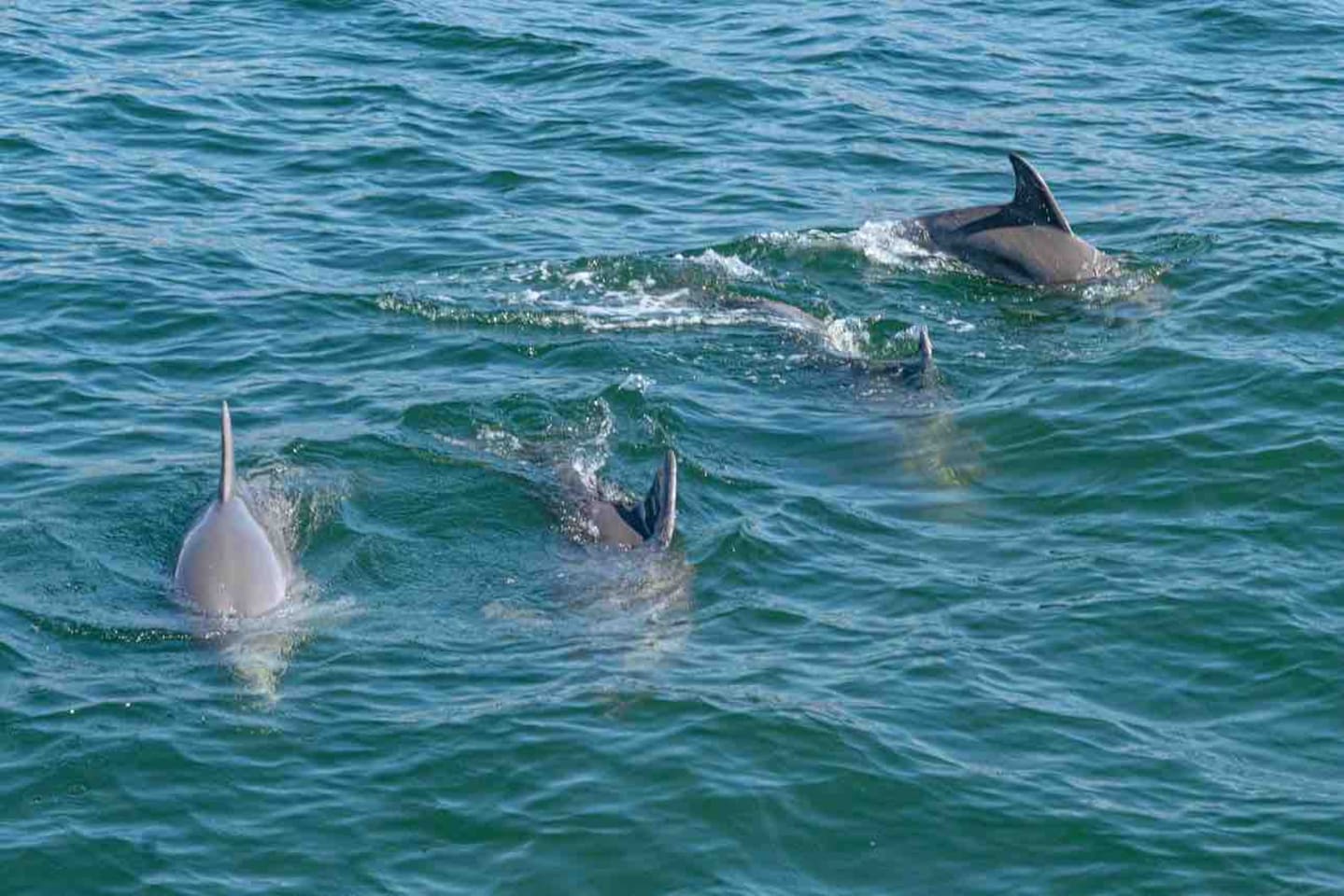 Graceful dolphins swimming freely, showcasing the wonder of ocean wildlife.