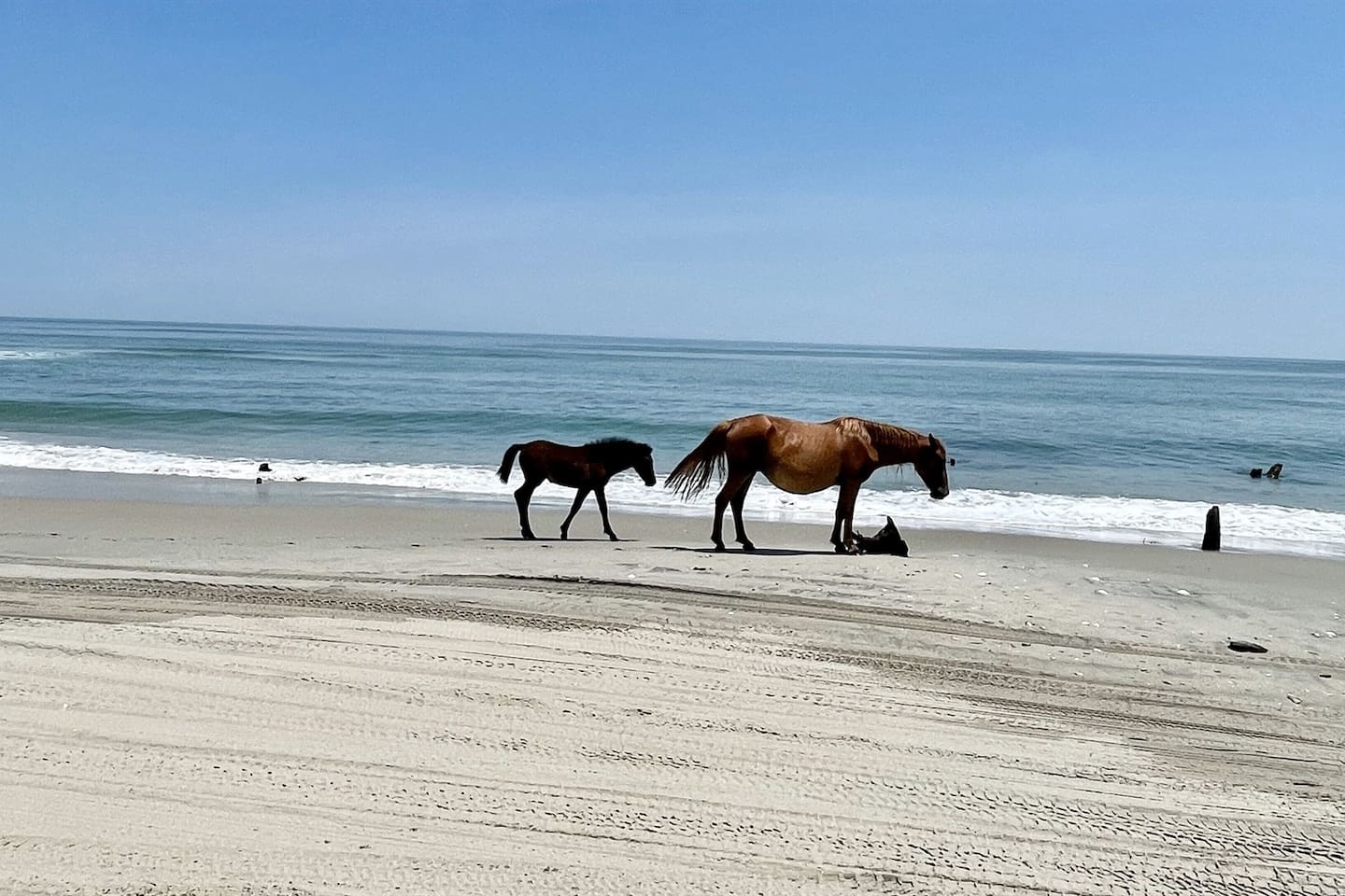 Keep an eye out for the local wild horses that frequent the shoreline—a unique sight in this area.