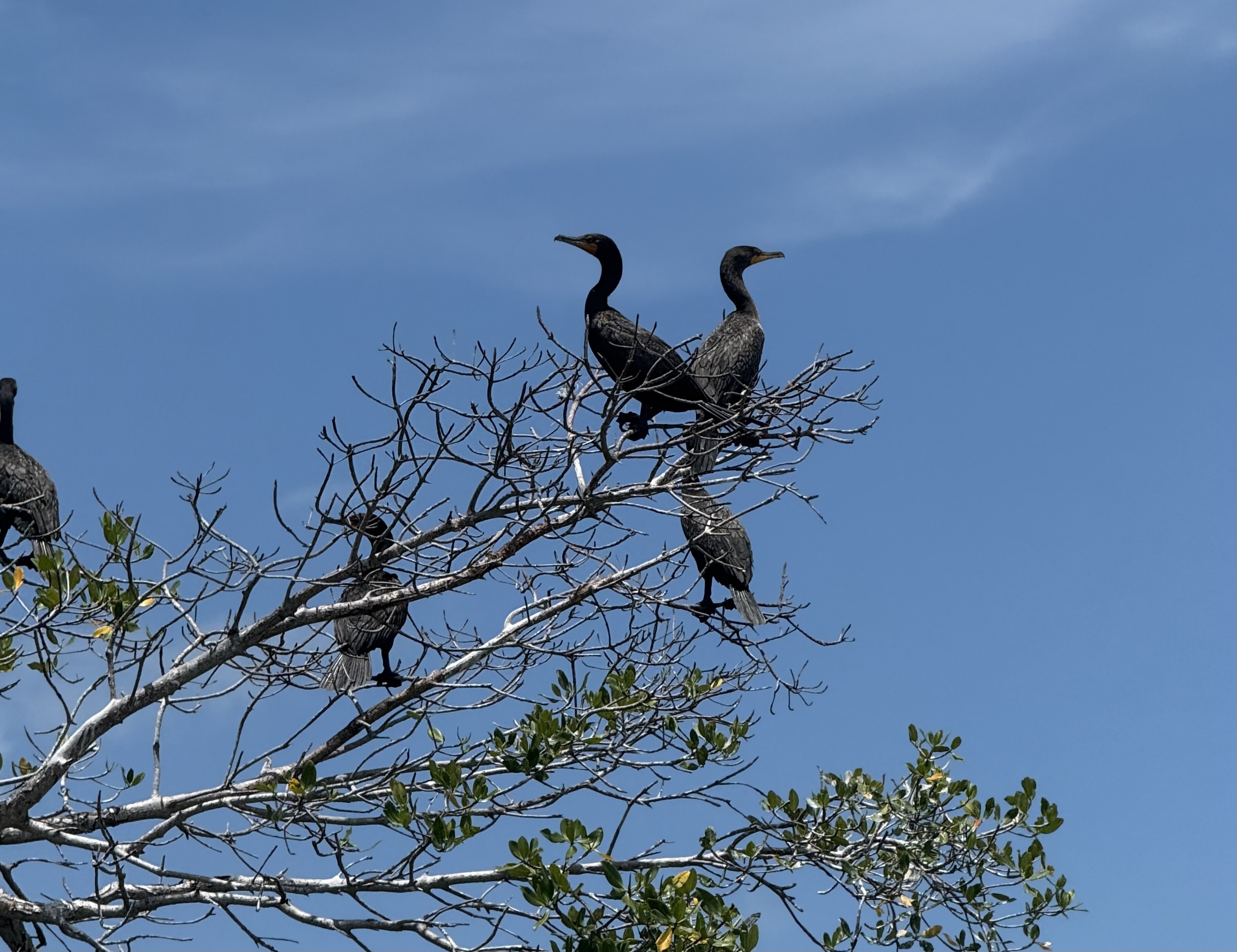 Double-Crested Cormorants hang out in the sound