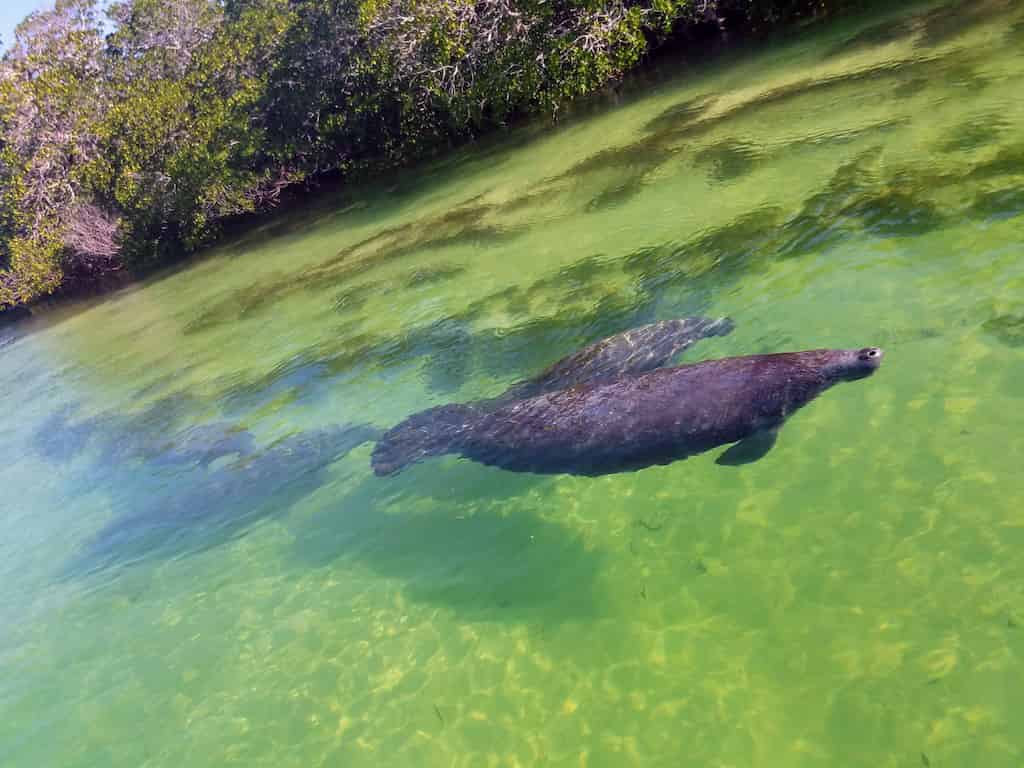 Manatees just off the dock!
