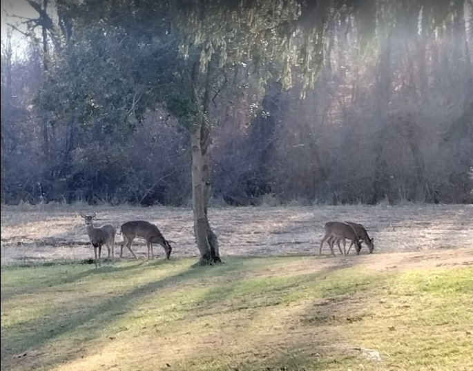 Deer are frequent visitors and can often be seen grazing around the property