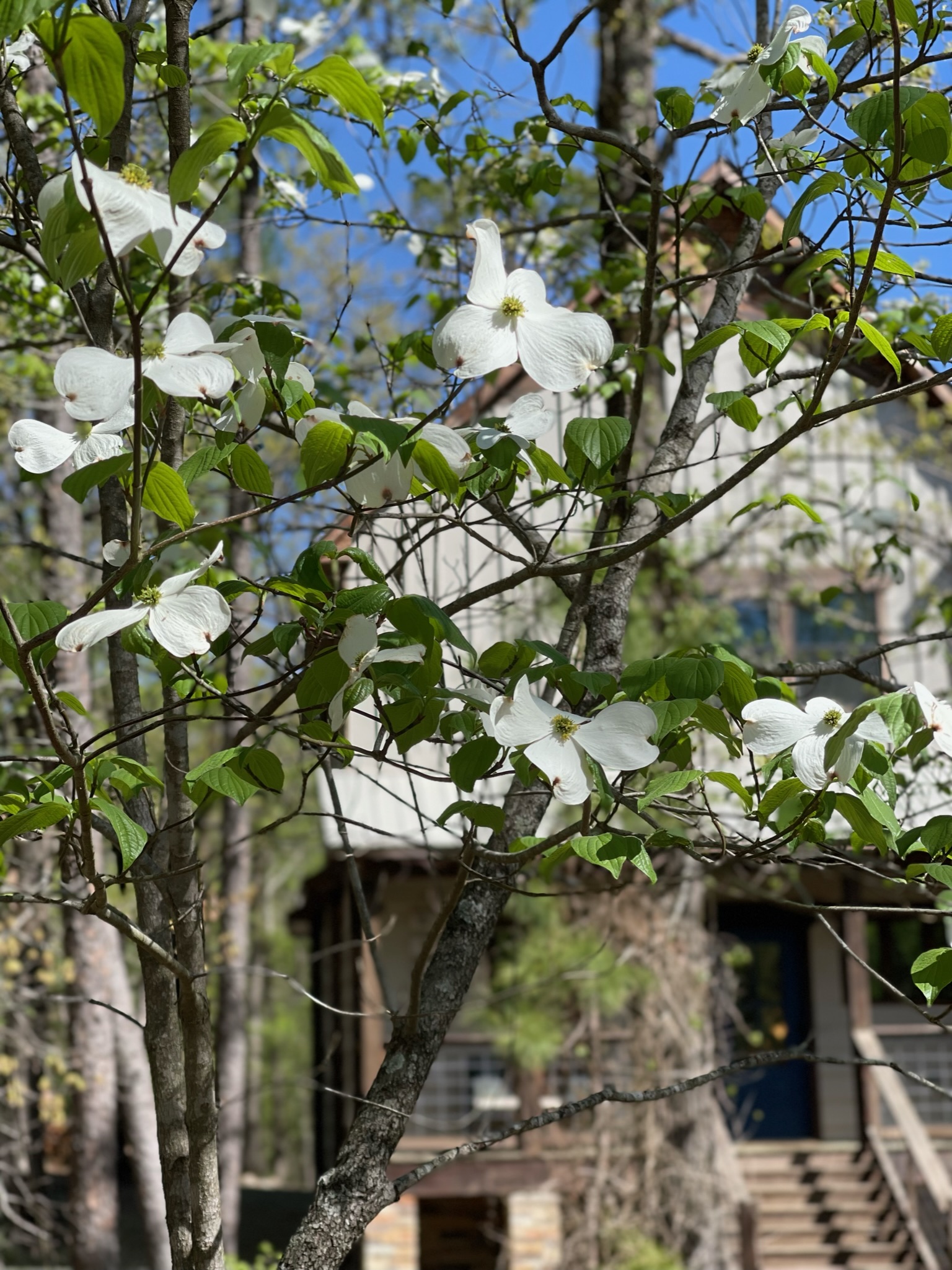 Beautiful dogwoods of spring surround the entrance of @vanillabeancabin!