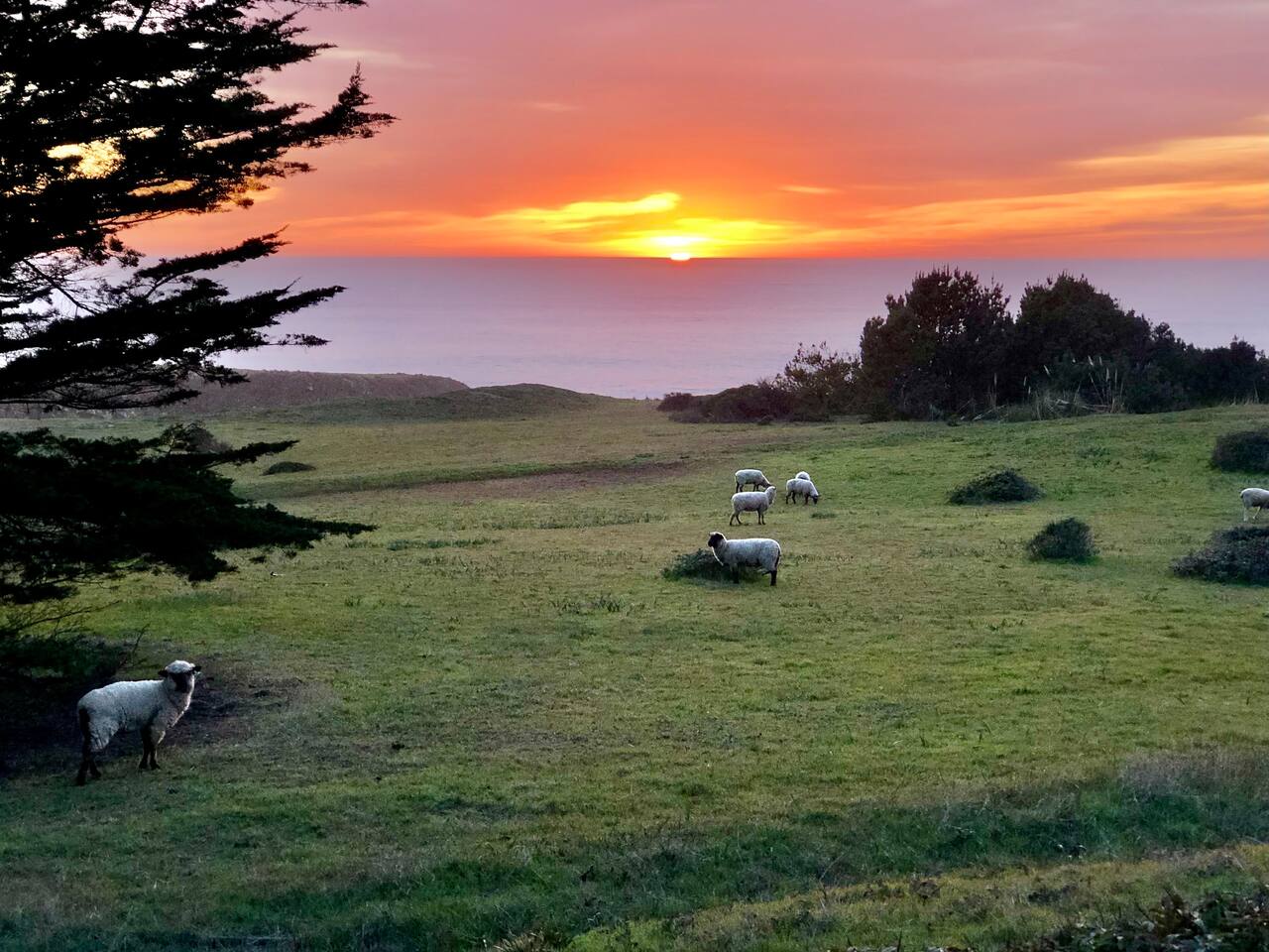 Across a country lane from Silvestrina, pastures lead to the seacliffs