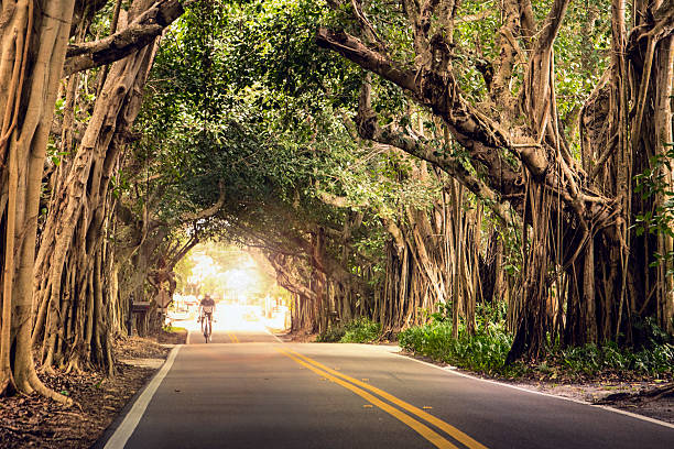 Beautiful drive through Banyan Tree Forest on the way to Sandsprit Park