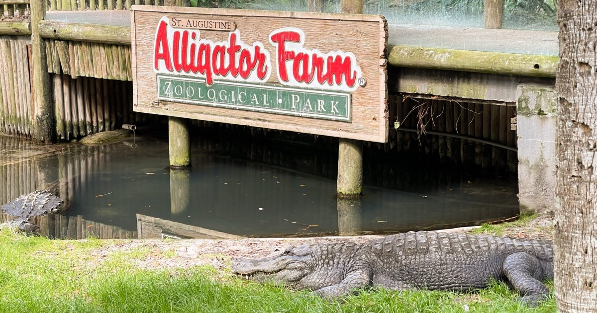Historic Alligator Farm has more than just gators!