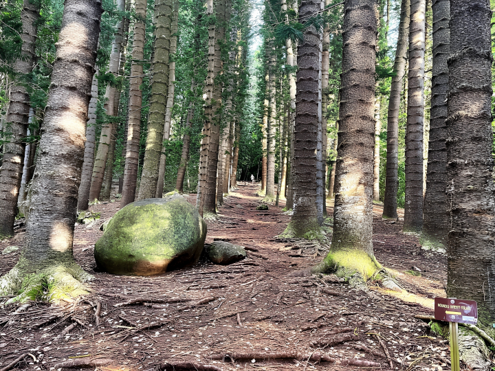Norfolk pine on the Nounou West Trail 