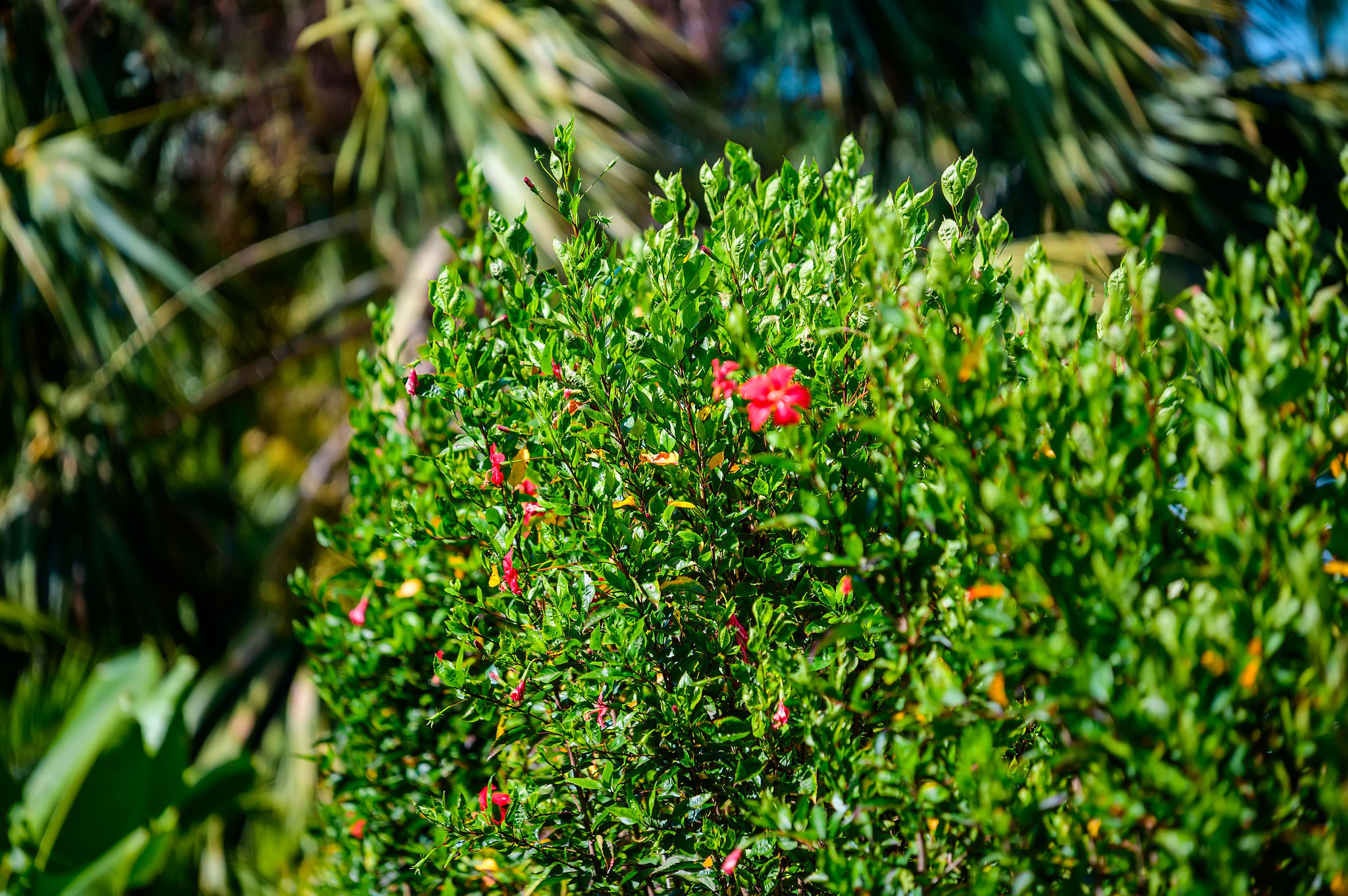 Tropical landscaping