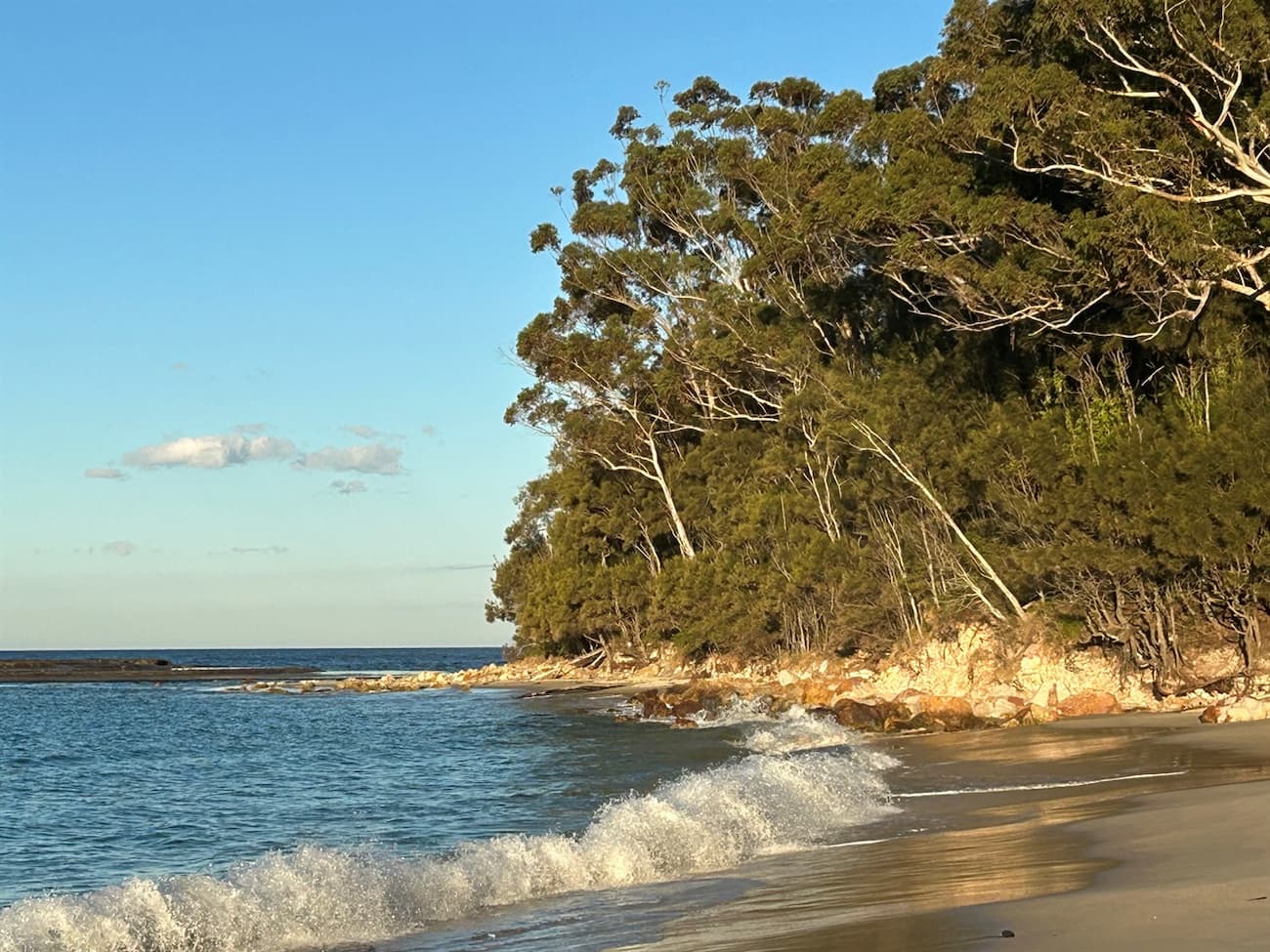 Southern headland of Mollymook Beach at high tide with waves reaching up to the rocks and trees with blue sky.