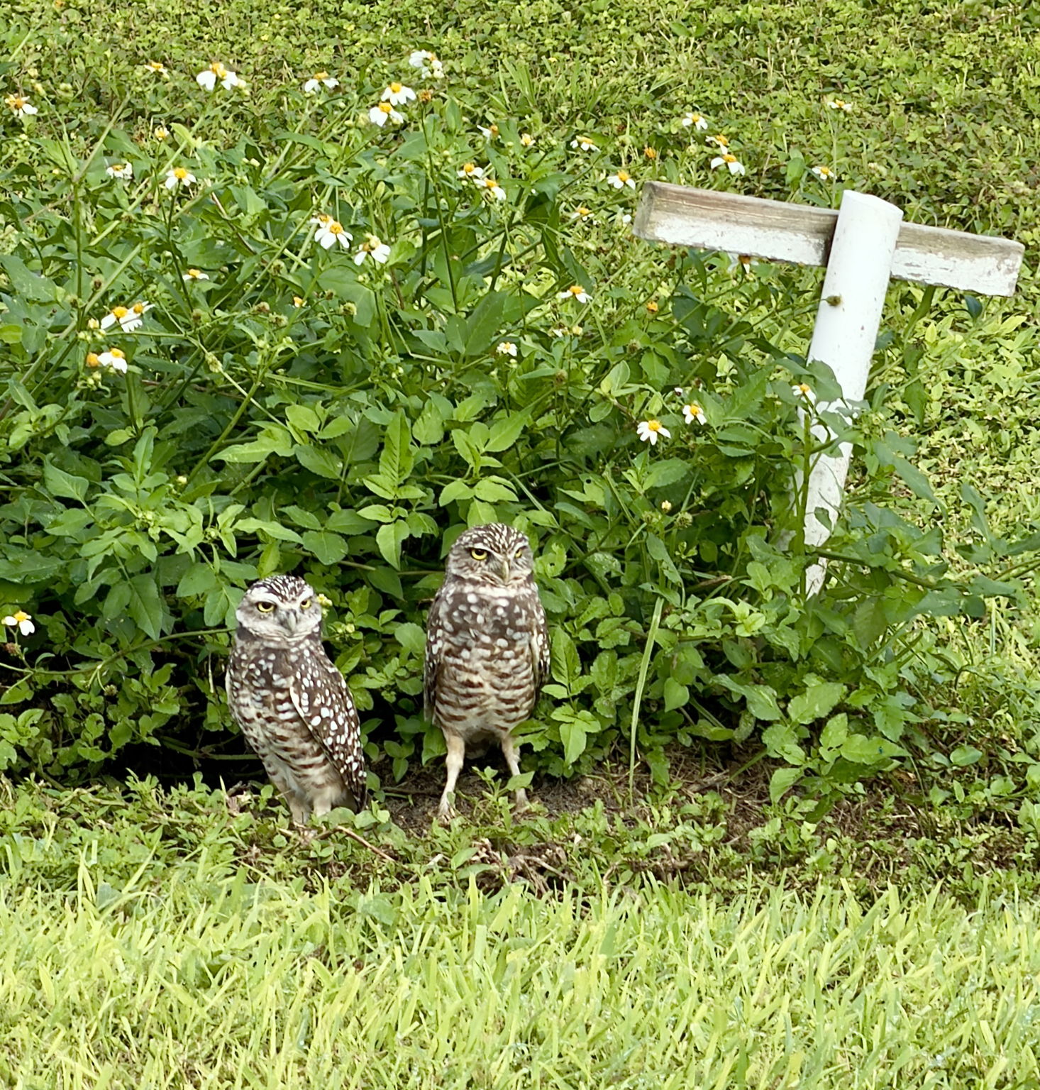 Meet our resident owls "Hootie" and "Tootsie" who live in the front yard.