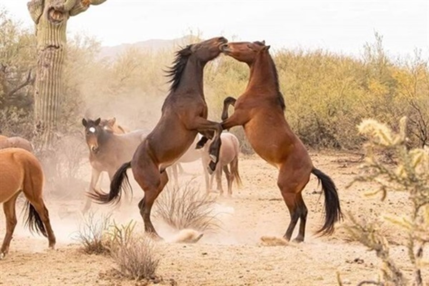 Visit the wild horses, bringing raw desert beauty and untamed Arizona magic to your stay.