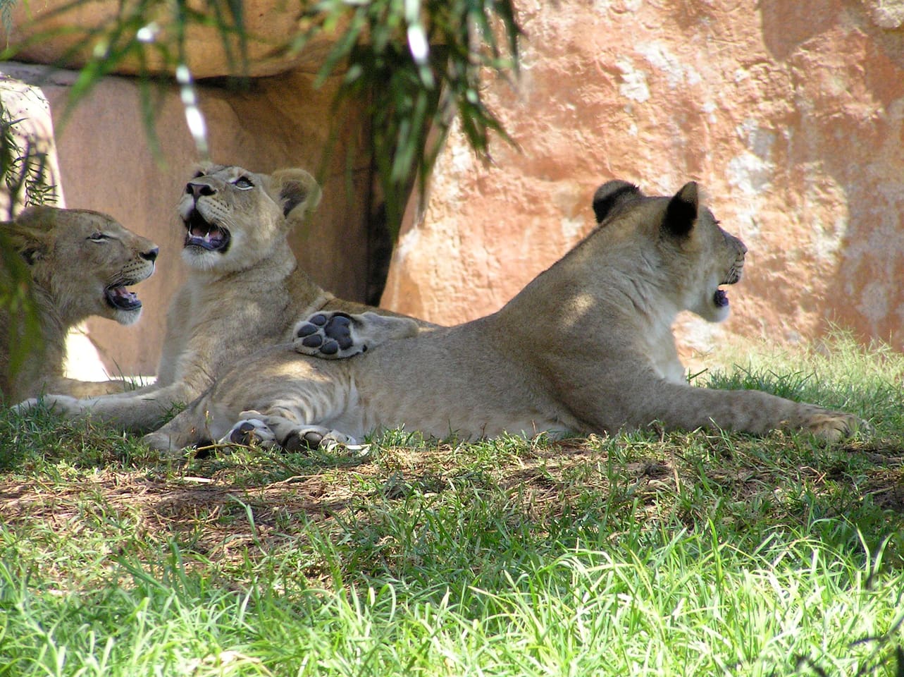 Yes, I heard the guests are going to the Safari Park. too!
