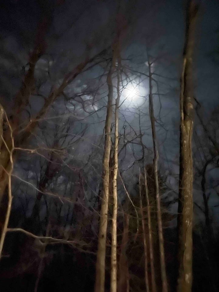 The winter moon is mesmerizing through our bare trees. 