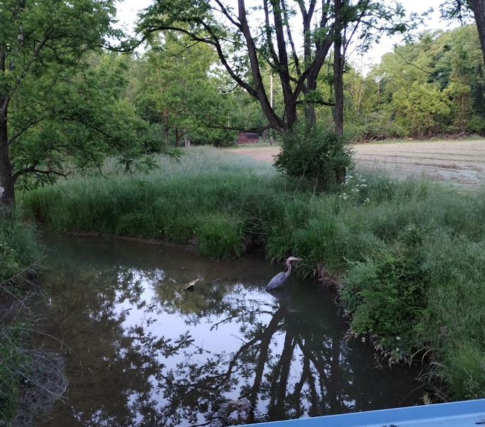 Peaceful creek where you may spot local wildlife, including herons and other native birds