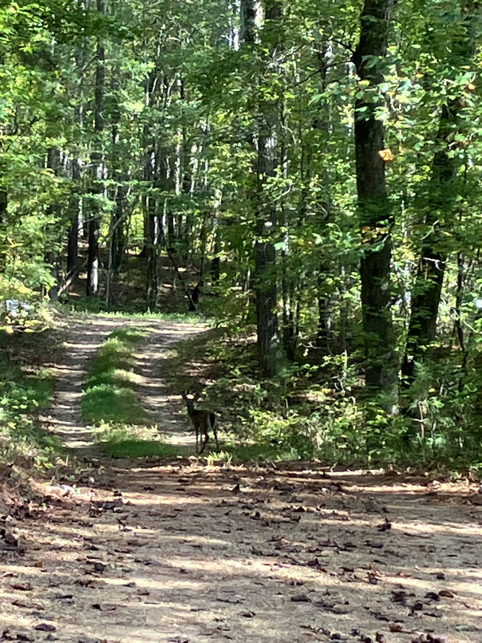 View from the front porch, deer crossing the driveway.