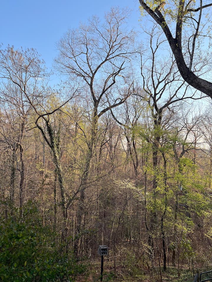 View from the window of the apartment in very early spring.