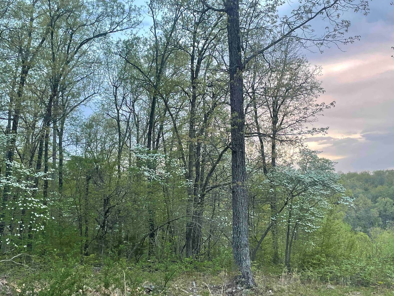 Dogwoods are plentiful throughout the 37 wooded acres. April is a great time to catch the Dogwoods in bloom. 