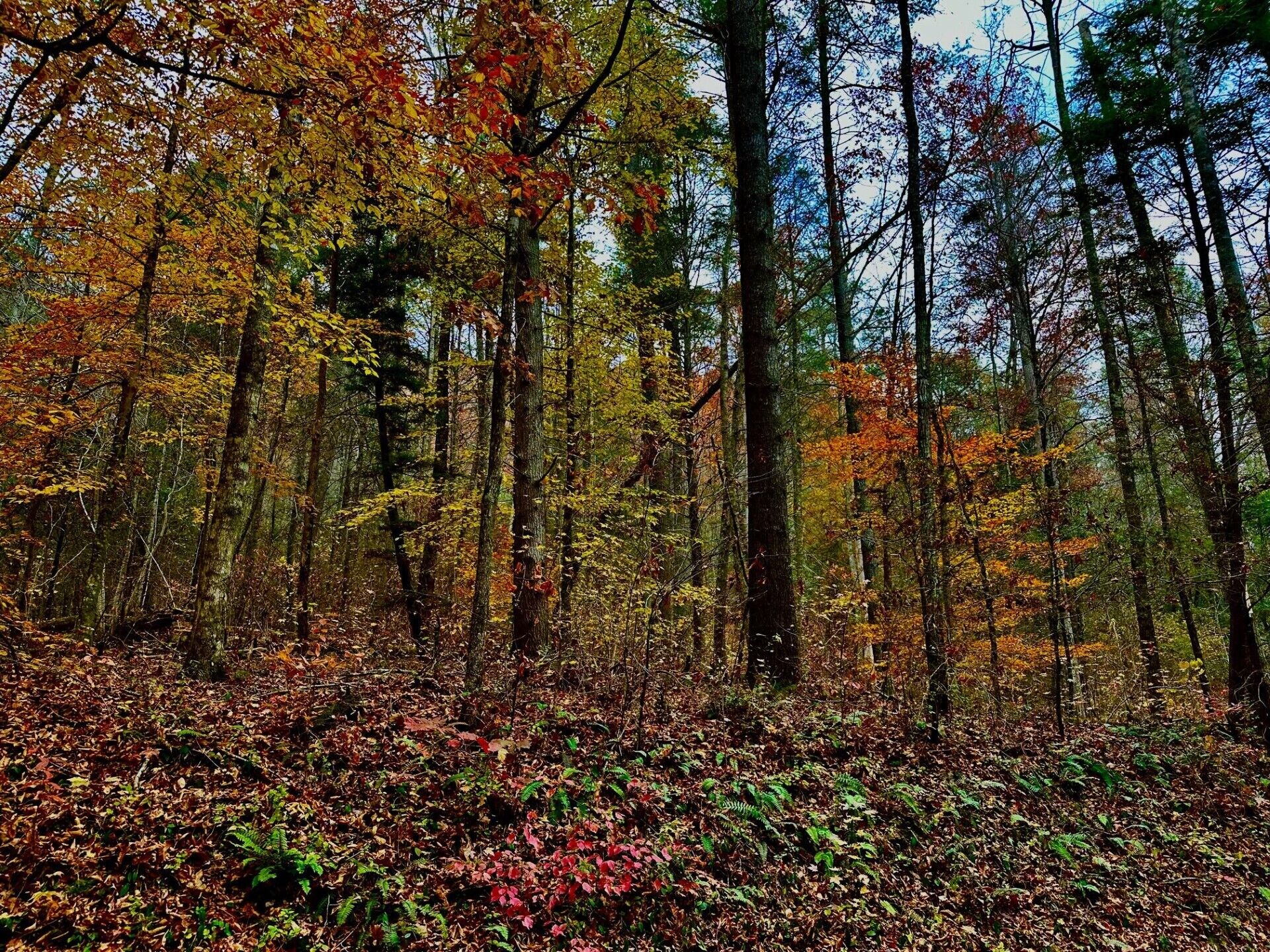 Splendid leaf colors in Autumn along the road