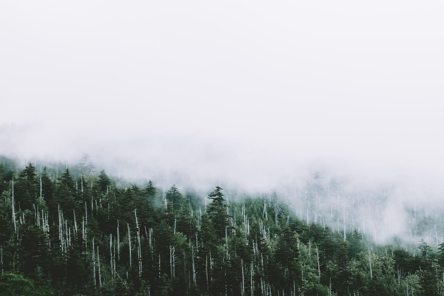 Fog rolls over the mountains, is this why they call it the Smoky Mountains?