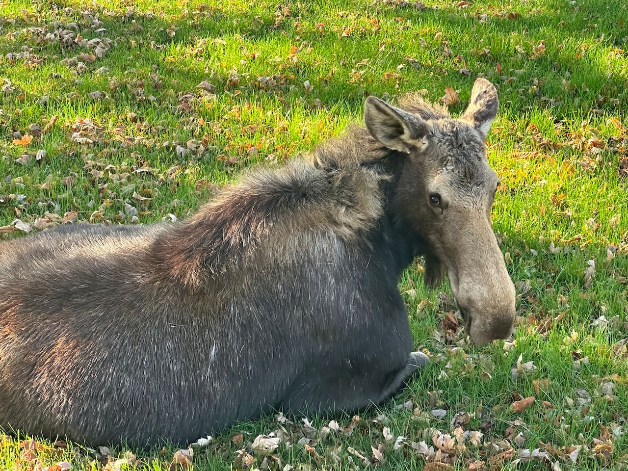 Moose at house in yard. Stay clear! Or close the 3 gates to keep animals from entering property.  Property is enclosed by 6 foot metal fence.