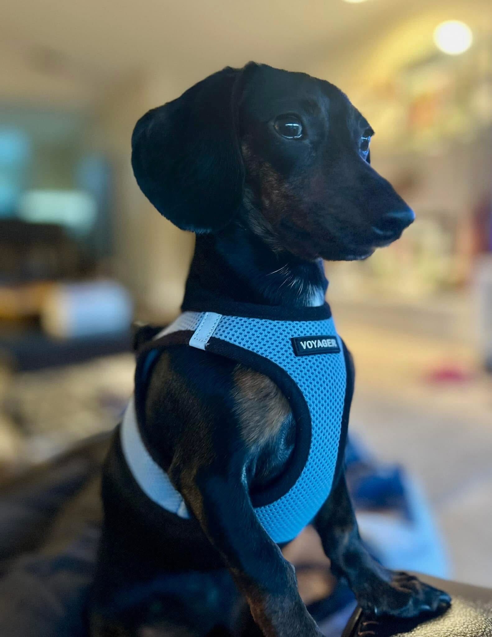 Meet Chet ❤️ — the owner’s adorable pup!