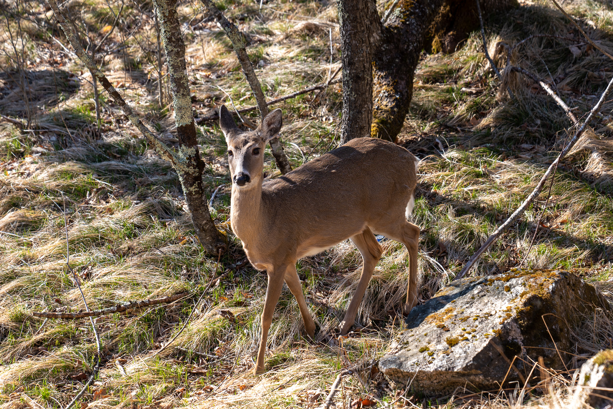 Plenty of opportunities for wildlife viewing.