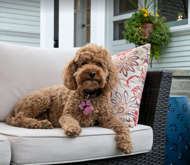 Dogs welcomed! Meet Priscilla, the owner's pup.