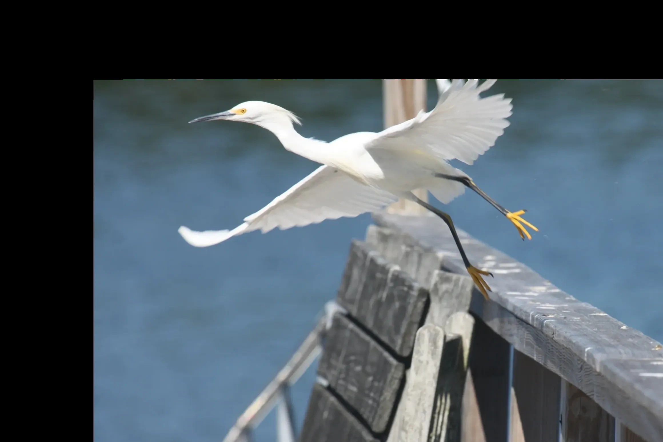 Heron at the dock.