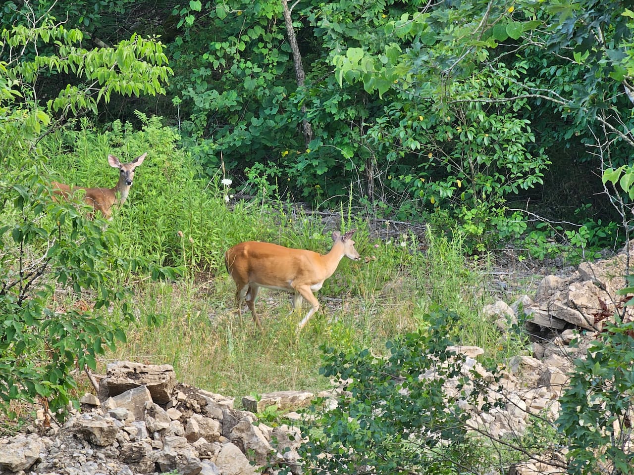 Some of the wildlife you might spot right off the back deck in a peaceful natural setting.
