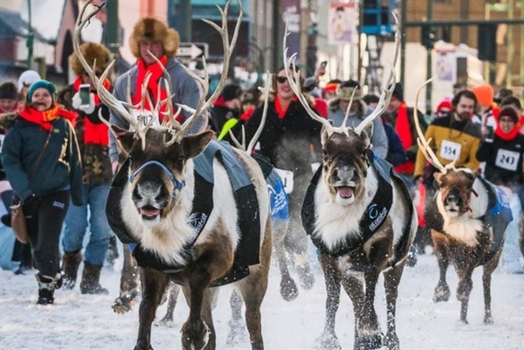 A little bit of everything.  Reindeer!